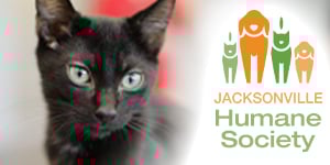 300x150 Cat Cafe3 300x150 Cat Cafe3